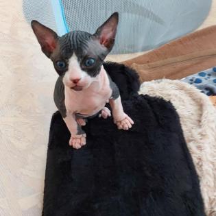 Sphynx Kitten