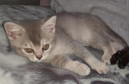 Bkh kitten