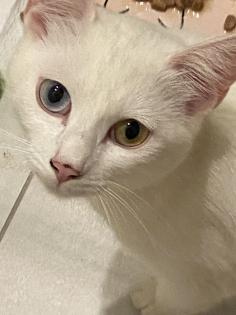 Türkisch Angora Mix