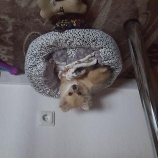 Holly sucht ein neues Zuhause.