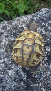 Griechische Landschildkröten 1-jährig