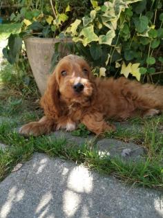Zauberhafte Schlappohren im nicht haarendem Fellkleidchen COCKAPOO COCKERDOODLE
