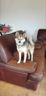 Unsere pomsky Welpen sind geboren