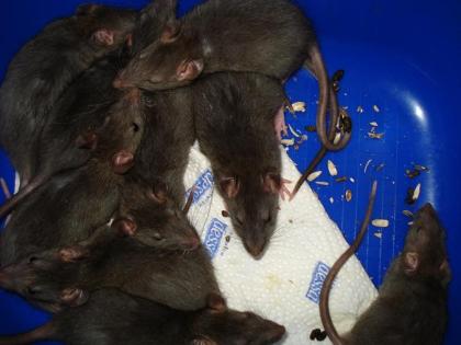 DRINGEND ABZUGEBEN 7 RATTENBÖCKE