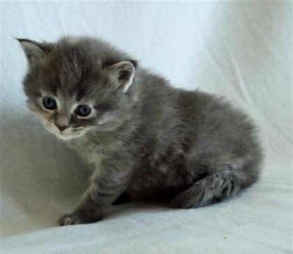 Maine Coon Babys