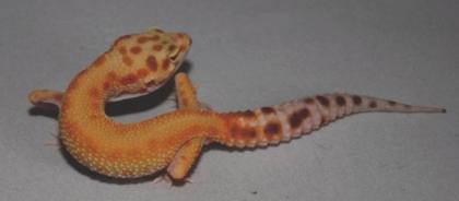 Leopardgecko NZ08 abzugeben
