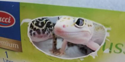Terrarium mit 3 Leopardgeckos weibl. 0. 1