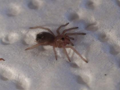 Vogelspinnen Nhandu Chromatus Spiderlinge