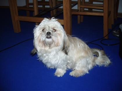 Bildschöne 10monatige Shih-Tzu Hündin zu verkaufen
