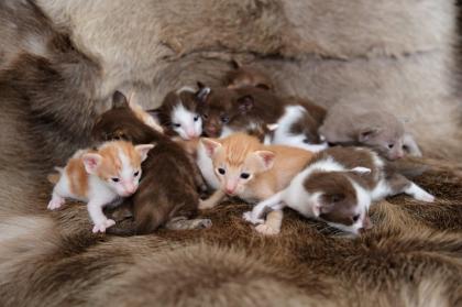 Ein bunter Haufen Orientalischer Kurzhaar Kitten von der zauberhaften Olivia chocolate Tricolour