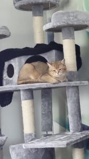 BKH DECKKATER PASCHA