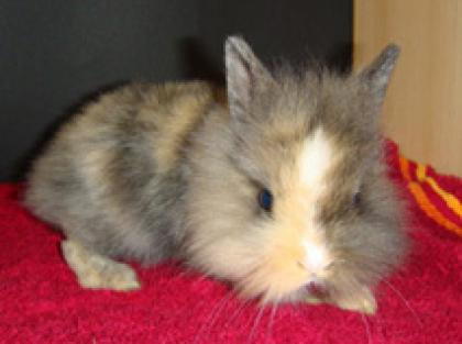 5 kleine Löwenkopfkaninchen suchen Dich