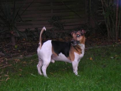 SÜßER JACK-RUSSELL RÜDE HAT NOCH TERMINE FREI