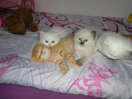 Katzenbabys