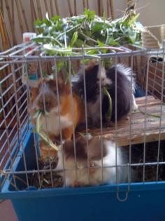 3 webliche schweinchen, 1 1/2 Jahre jung
