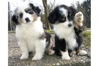Schöne Australian Shepherd Welpen