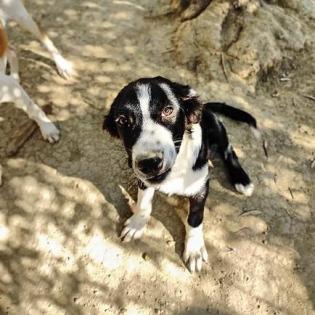 Domino sucht ein passendes Zuhause