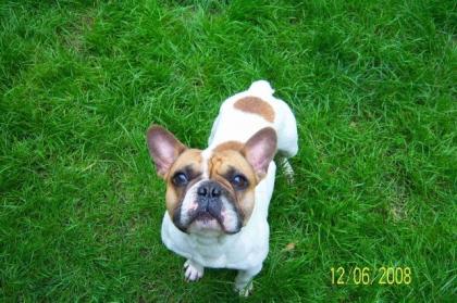 FRANZÖSISCH BULLDOG DECKRÜDE STEHT FÜR GESUNDE