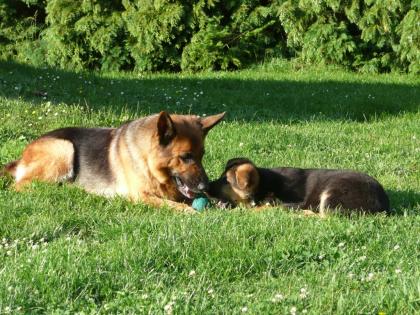 Schäferhundwelpen
