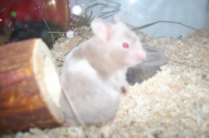 Teddyhamster, Goldhamster und Dschungarische Zwerghamster