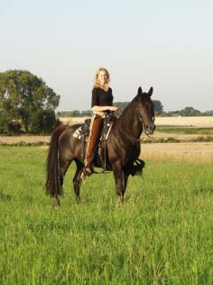 Tennessee Walking Horse Deckhengst