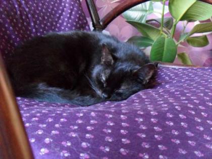 Älterer Kater Percy sucht dringend ruhiges Zuhause