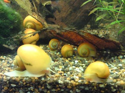 Apfelschnecken abzugeben