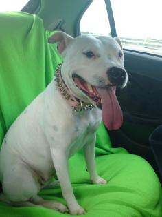 Verkaufe PitBull Huendin