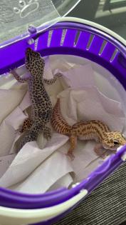 2 Leopardengeckos abzugeben