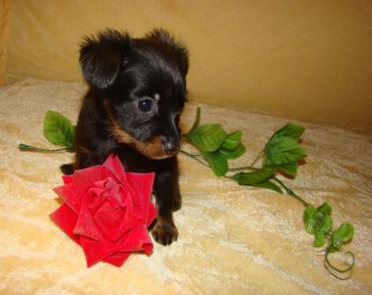Russkiy Toy Terrier Welpen langhaarig zu verkaufen