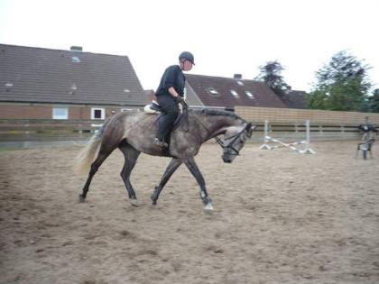 Biete Reitbeteiligung für Thüringer Stute 161 cm in Oberursel / Bommersheim