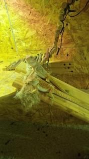 Bartagame Jungtiere 4 Monate alt