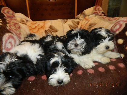 Bichon havaneser welpen mit Staummbaum