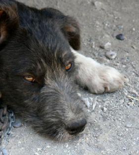Pfötchenhilfe Rhodos sucht für Griffon-Mix Rayka ein neues Zuhause