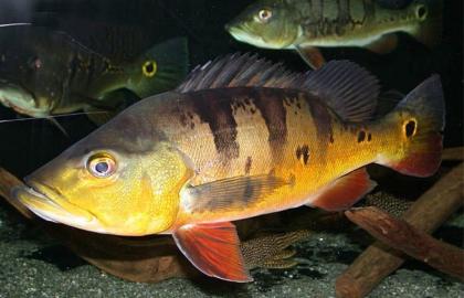 SUCHE GROSSE CICHLA AB 40cm