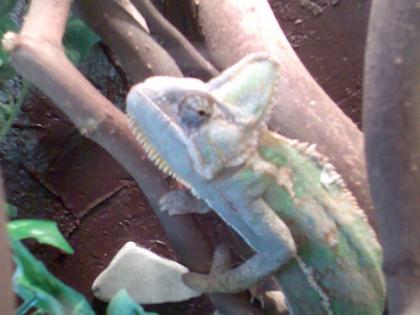 Reptilien Hobby Auffangstation