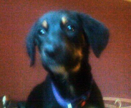 Rottweiler/ Dalmatiner Mix Welpe 4 Mon. jung Hündin