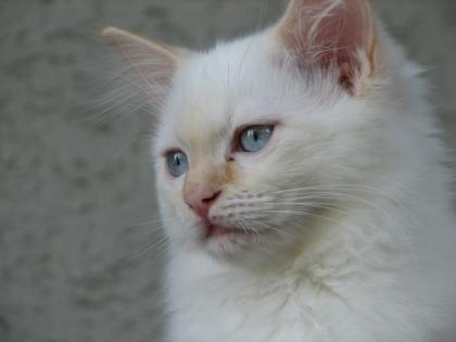 Ragdollbaby