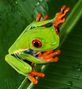 2, 1 Rotaugenlaubfrösche - Agalychnis callidryas
