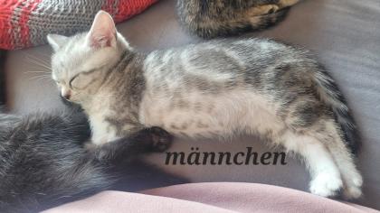 Ägyptisch Mau - BKH Mix Kitten