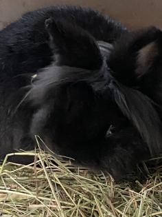 Blacky, Zwergkaninchen