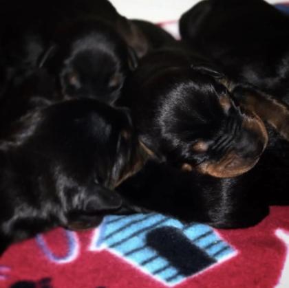 Reinrassige Dobermann Welpen