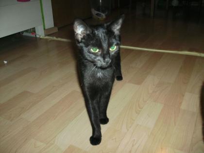 Suchen für unsere kleine Maya ein neues Zuhause