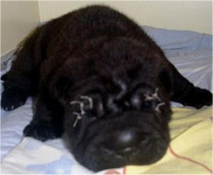 Sharpei Welpe Rüde mit Stammbaum und Garantie