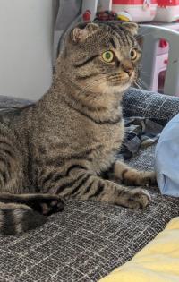 Kater schweren Herzens abzugeben