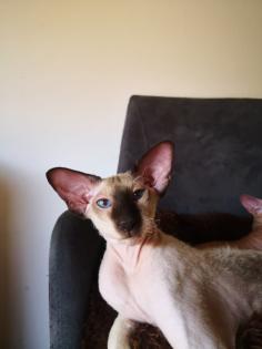 Peterbald Sphynx Siam Orientalisch Kurzhaar Kater