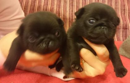 Mops - Qualitäts Welpen mit Stammbaum FCI - beige und schwarz