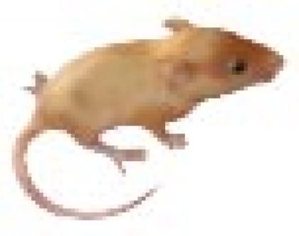 Futtermäuse - Farbmäuse aus kontrollierter Satinmaus-Hobbyzucht