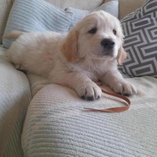Erstklassiger Golden Retriever