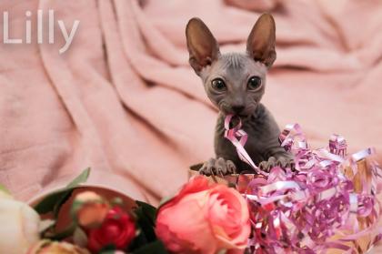 Don Sphynx Kitten - Katzenbabys